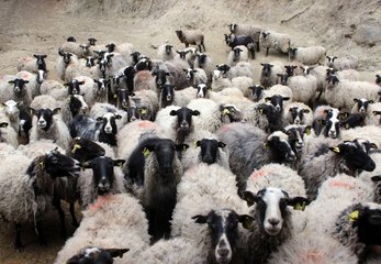 Sahip Olanı Zengin Eden Kuzulardan Almak İçin 4 Ay Sıra Bekliyorlar