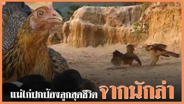 ซูเปอร์มาเธอร์ !! วินาที แม่ไก่พิทักษ์ลูกน้อย จากเหยี่ยวนักล่า