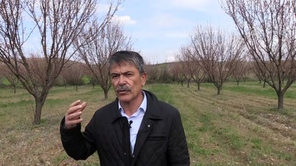 'Zirai don kayısıda rekolteyi etkilemeyecek' - MALATYA