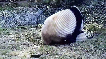 Baby panda play water and mother carry baby