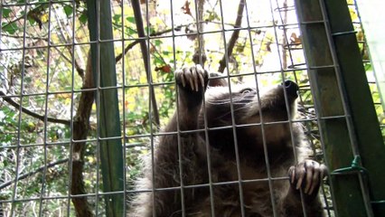 Parc Animalier château de Moidière Bande Annonce 2 film by Ciné Art Loisir