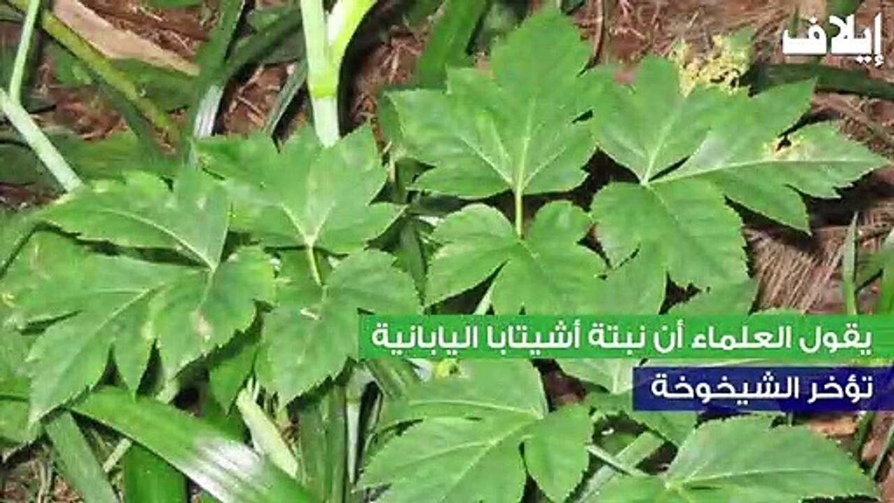 نبتة أشيتابا اليابانية تطيل أعمارنا