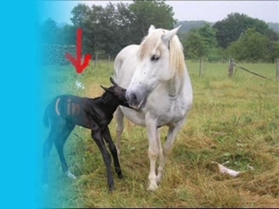 Binoo 30 ans