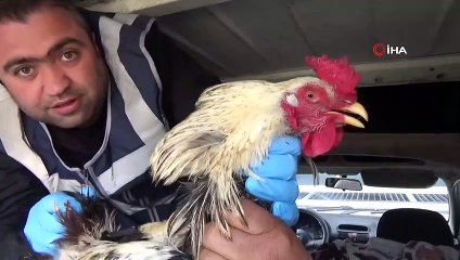 Polisin tavuklarını çalan hırsızlar, polise yakalandı...“Çorum’a götürüp kesip yiyecektik” dedi