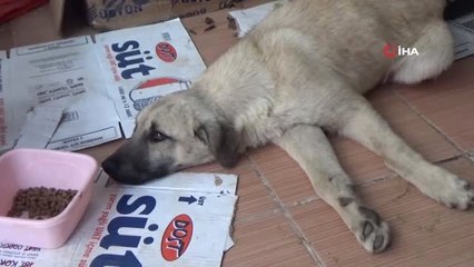 Ayağı Kırılan Köpek Tedavi İçin Özel Nakil Aracıyla İstanbul'a Götürüldü
