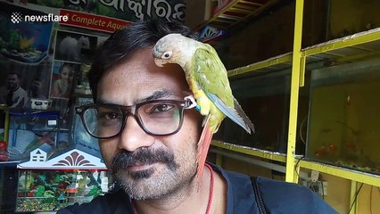 Affectionate bird perches on man's glasses at Indian pet store
