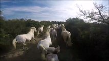 Un galop au milieu d'une vingtaine de chevaux en Camargue