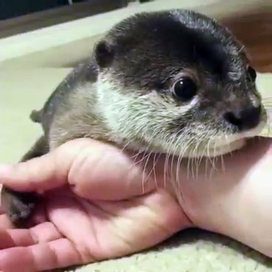 Ce Bebe Loutre Pousse Des Cris Tellement Chou Vous Allez Craquer Video Dailymotion