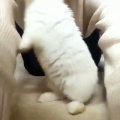 Ce petit lapin fait tout pour avoir des bisous. Trop cute !