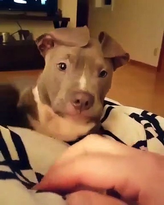 Ce beau chien aime beaucoup jouer avec son maître. Adorable !!