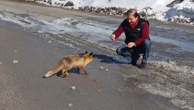 Maltepe Belediye Başkanı Ali Kılıç, tilkiyi eliyle besledi - TUNCELİ