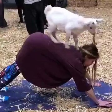 Quand une chèvre se met au yoga, voici ce que ça donne. Trop drôle !