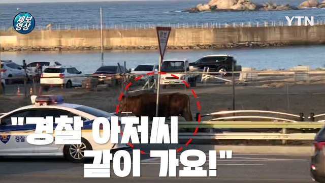 [제보영상] 경찰차를 따라가는 소... 최악의 산불에 동물도 대피 / YTN