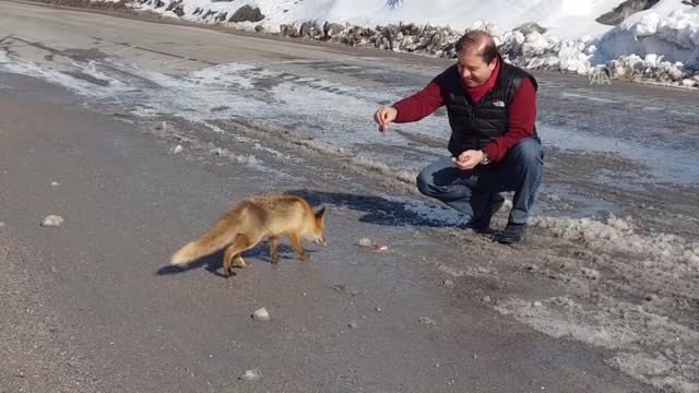Maltepe Belediye Başkanı Ali Kılıç, Tilkiyi Eliyle Besledi