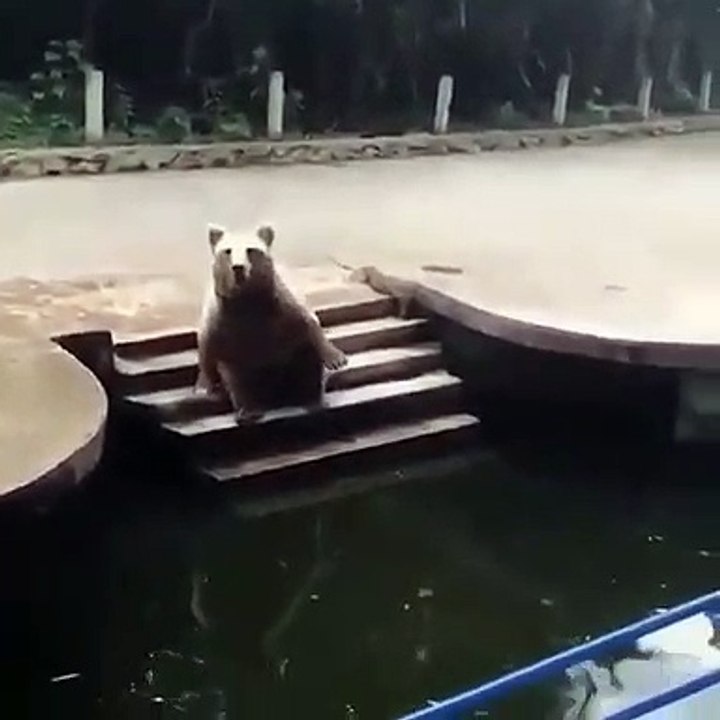 Quand un ours fait des signes de mains pour saluer, voici ce que ça donne. Trop drôle !