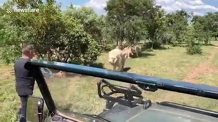 Kedi Sever Gibi Aslan Seven Turistler