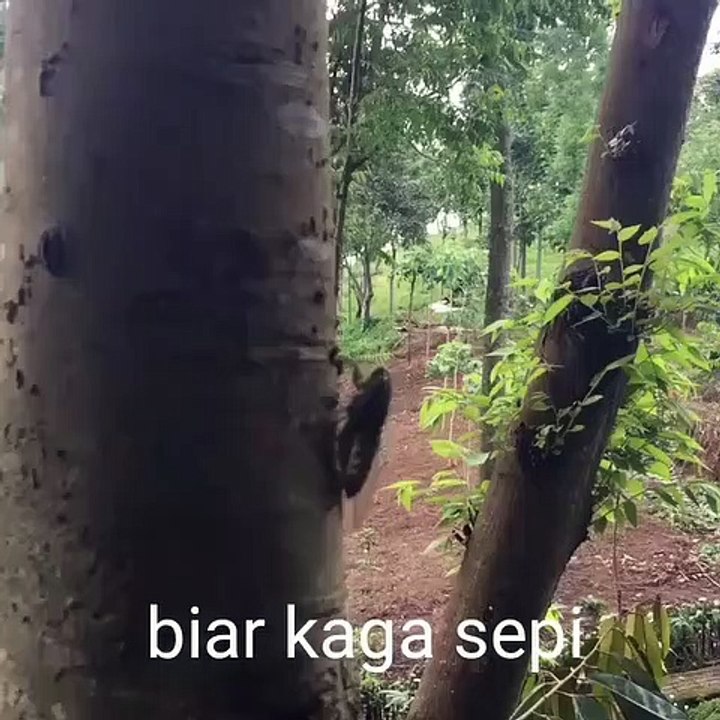 Cenggeret