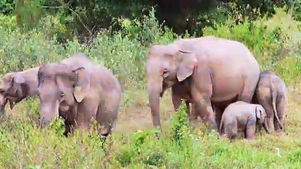 Colère en voyant cette photo de chasseurs qui posent fièrement à côté d’un éléphant sans vie !