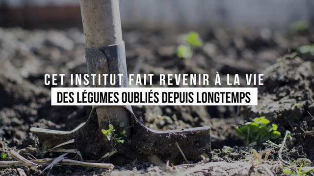 Cet institut redonne vie à des légumes oubliés depuis longtemps