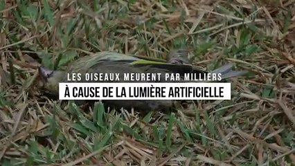 Les oiseaux meurent par milliers dans les grandes villes… à cause de la lumière artificielle
