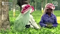 Assam Tea Gardens: Women laborer asking for equal pay for equal work