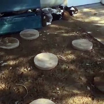 Ces petits chiots vont illuminer votre journée. Trop mignons !