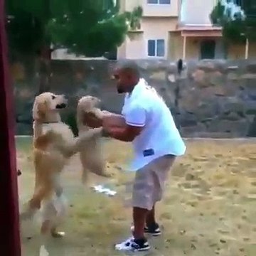 Les chiens sont trop drôles. Essayez de ne pas rire !