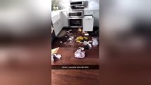 Adorable guilty-looking dog destroys owner's kitchen