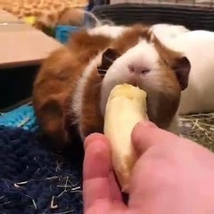 Quand un cochon d'Inde savoure une banane