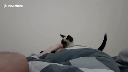 Siamese kitten 'casts spell' on owner's foot after smelling it