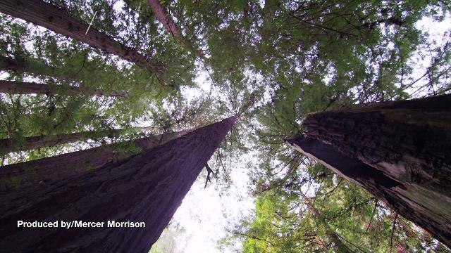 UK Man Claims Piece Of Log Resembles E.T.!