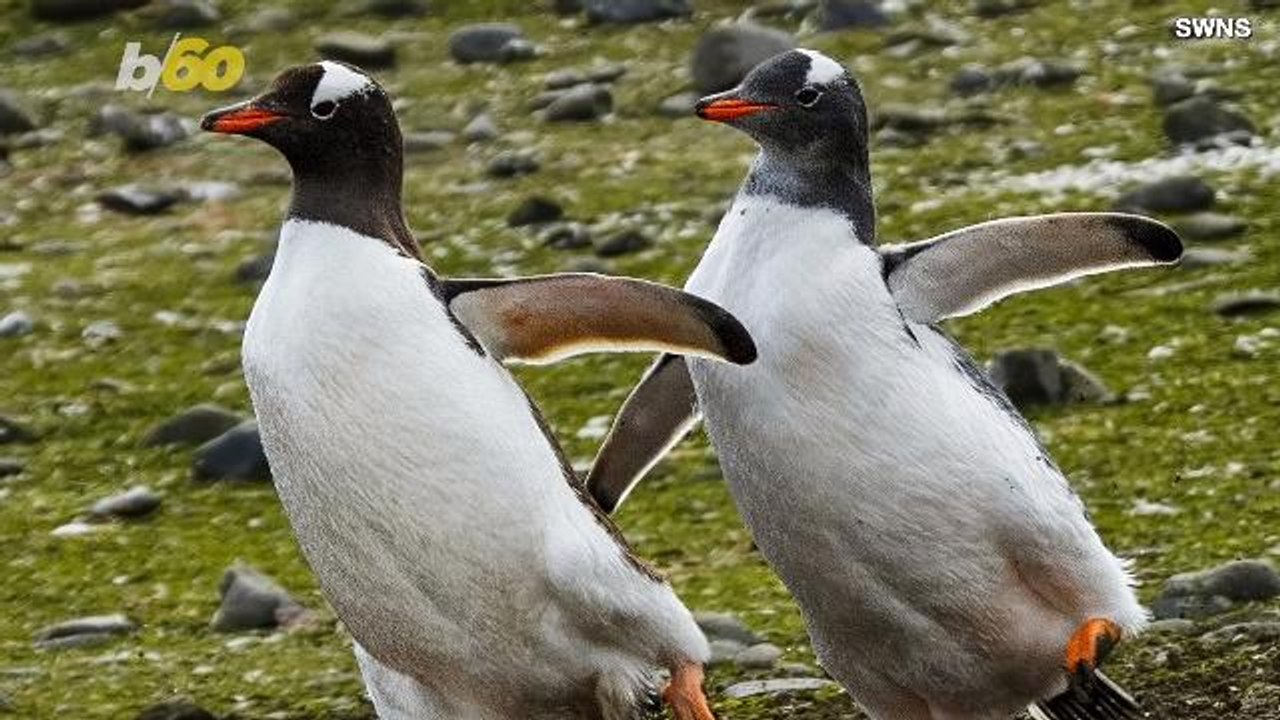 Real Life Happy Feet Penguins