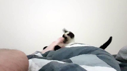 Siamese kitten 'casts spell' on owner's foot after smelling it