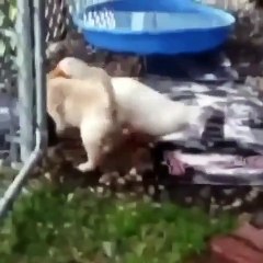 Quand un canard et un chien sont meilleurs amis, voici ce que ça donne. Adorable !