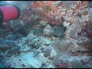 Murène Léopard - Maldives 2007