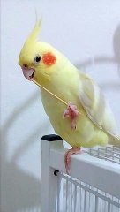 Cockatiel becomes confused when she drops her toothpick
