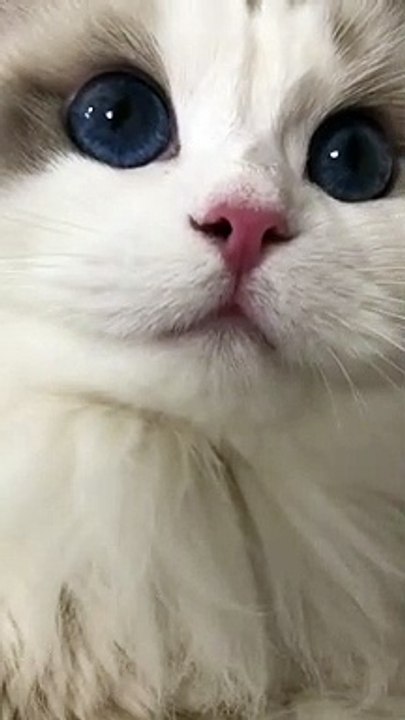 Omg.It is so beautiful to own blue eyes.
