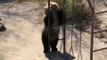 This bear is going places - funny top funny of the year