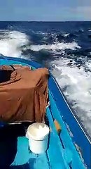 Encuentro de una lancha con unas orcas en Fuerteventura