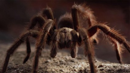Hundreds of Live Tarantulas Found Hidden in Cookies and Oatmeal Shipment