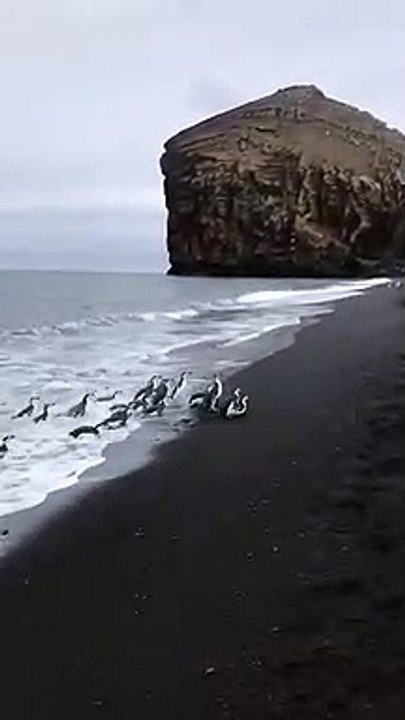Ces pingouins font un débarquement en masse sur une plage