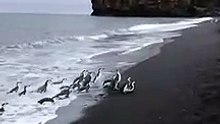 Ces pingouins débarquent en masse sur la plage