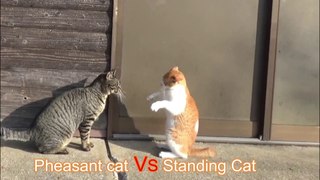 cat fight　Pheasant cat vs standing cat