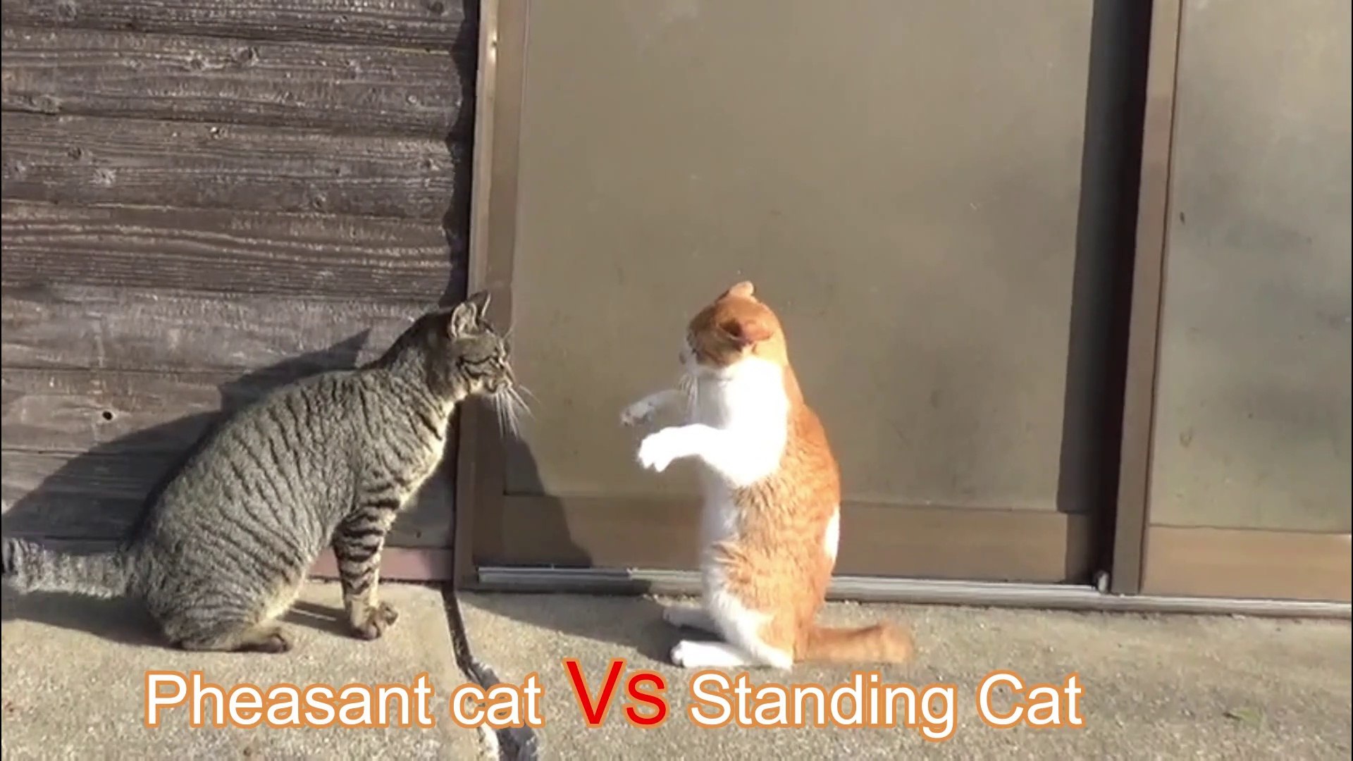 ⁣cat fight　Pheasant cat vs standing cat