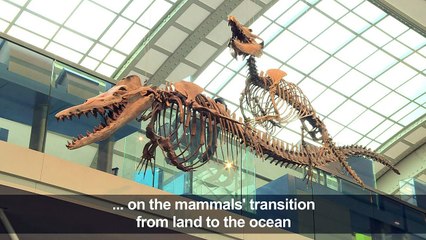 Paleontologist discusses discovery of prehistoric whale fossil