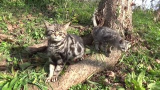 Two kittens and Japanese catnip play