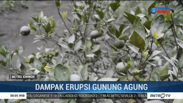 Petani Terancam Gagal Panen Akibat Erupsi Gunung Agung