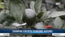 Petani Jeruk Terancam Gagal Panen Akibat Erupsi Gunung Agung