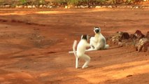 Ces petits singes sifakas qui courent sont tellement drôles.