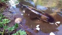 Une énorme anguille vient manger en bord de rivière... Pas peureuse